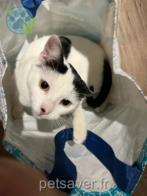 chatte reunited 69540 Irigny Milky