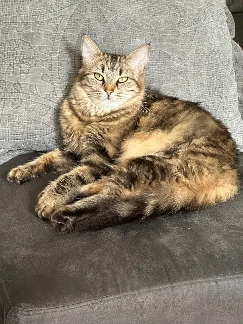 chatte reunited   69300 Caluire-et-Cuire Mimou