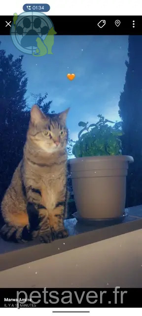 chatte reunited   69130 Écully Nala