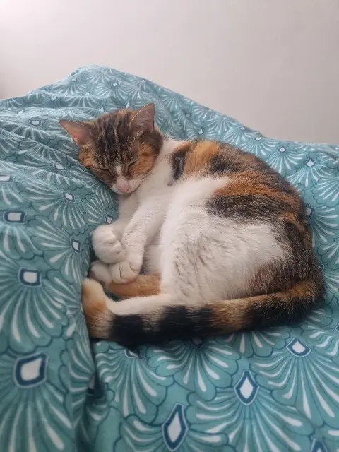 chatte reunited   69500 Bron Nineige