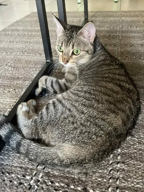 chatte reunited    Oullins-Pierre-Bénite Isis