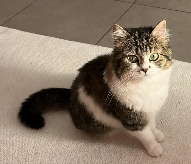 chatte reunited   69800 Saint-Priest Oumy