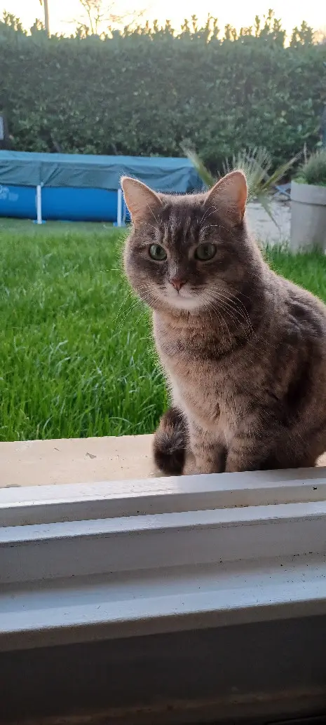Chatte Perdue 69M Métropole de Lyon - Piopiotte Chatte Perdue 69M Métropole de Lyon - Piopiotte