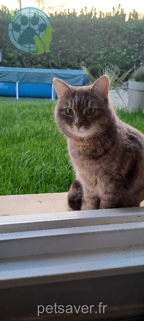 Chatte Perdue 69M Métropole de Lyon - Piopiotte Chatte Perdue 69M Métropole de Lyon - Piopiotte