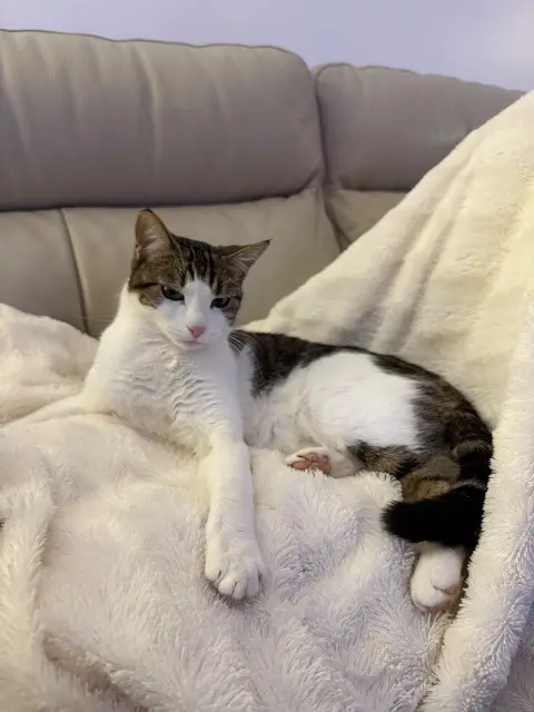 chatte reunited   69650 Saint-Germain-au-Mont-d'Or Plume