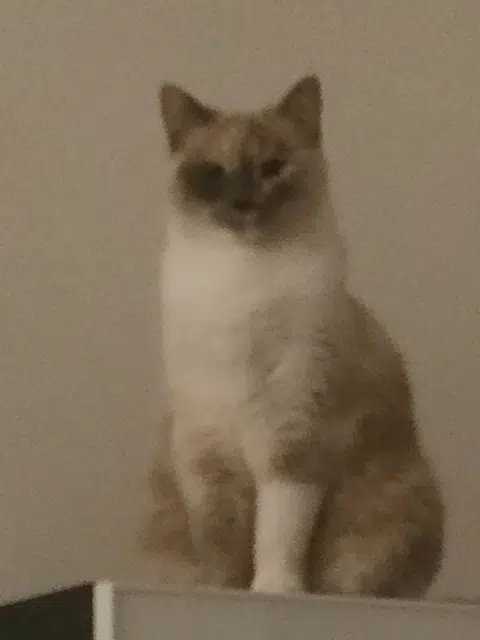 chatte reunited   69330 Meyzieu Ronda