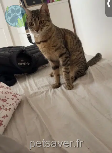 chatte reunited   69190 Saint-Fons Ruby