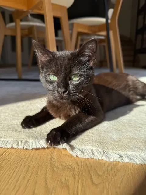 chatte reunited   69450 Saint-Cyr-au-Mont-d'Or Suzette