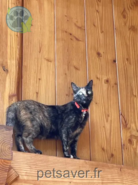 chatte reunited   69200 Vénissieux Sweety