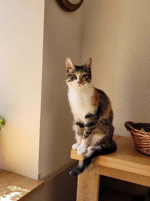 chatte reunited   69250 Albigny-sur-Saône TINA