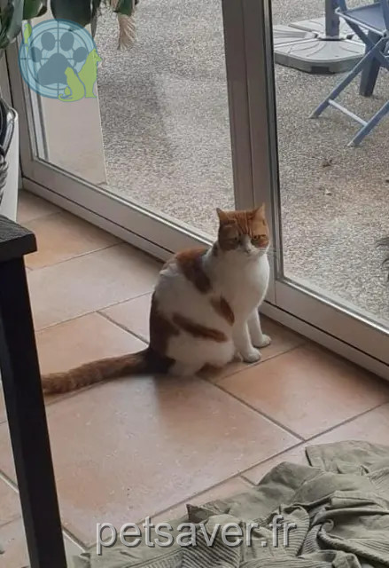 cat reunited   69330 Meyzieu Titi
