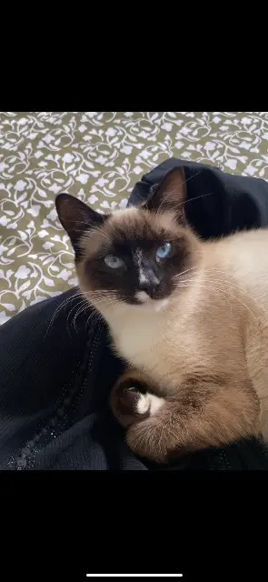 chatte reunited   69320 Feyzin Vanille