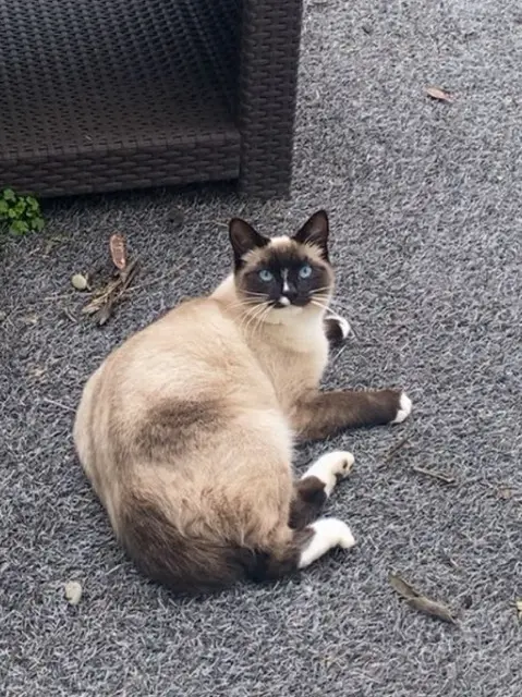 chatte reunited   69320 Feyzin Vanille