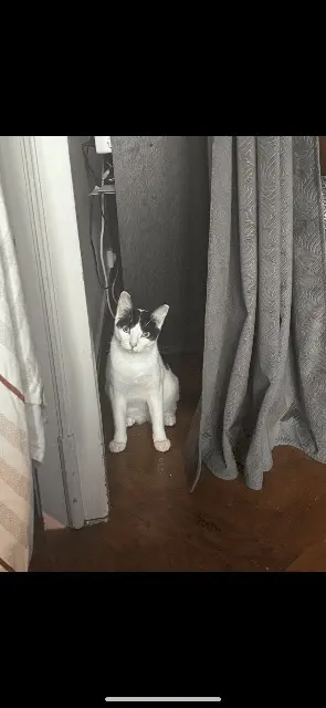 chatte reunited   69100 Villeurbanne Chacha