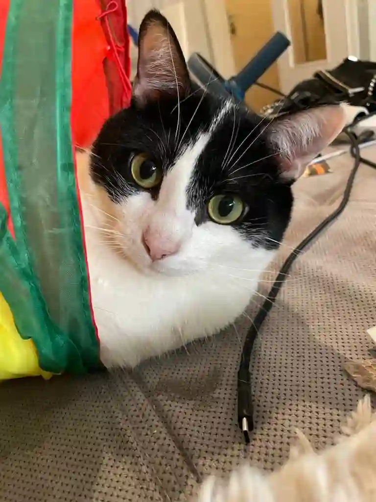 Chatte Trouvée 69M Métropole de Lyon Villeurbanne - Gaïna Chatte Trouvée 69M Métropole de Lyon Villeurbanne - Gaïna