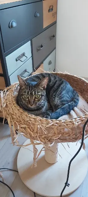 chatte reunited   69100 Villeurbanne Izy