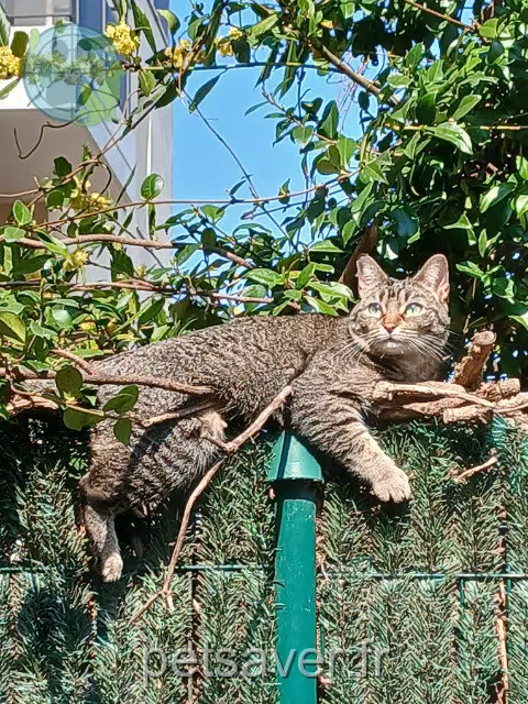 chatte reunited   69100 Villeurbanne Mila