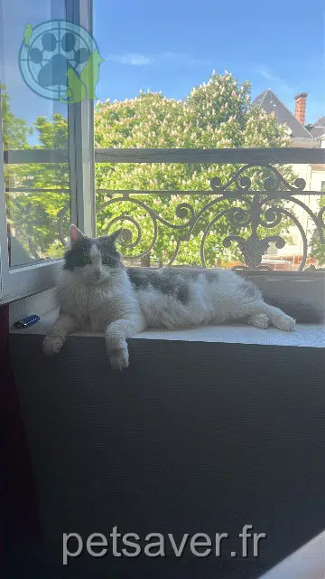 chatte reunited   69100 Villeurbanne Mimi
