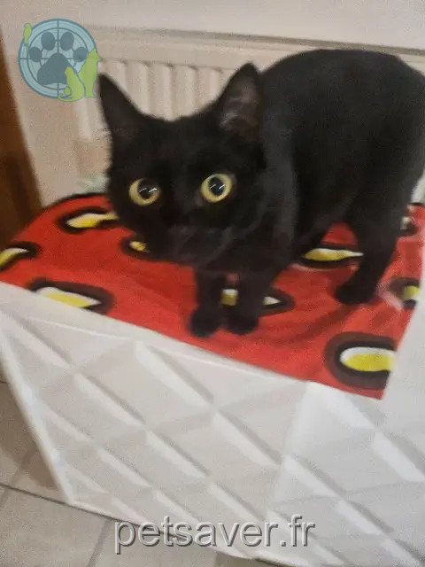 chatte reunited   69100 Villeurbanne Mimine