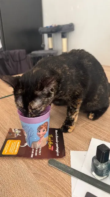 chatte reunited   69100 Villeurbanne Nougat