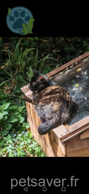 chatte reunited 69100 Villeurbanne Skye