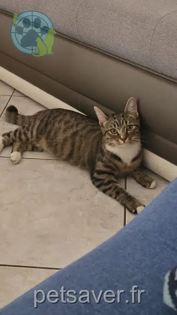chatte reunited 69100 Villeurbanne Zoé