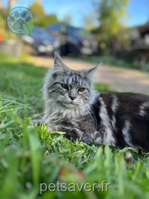 chatte reunited   69130 Écully Vodelune