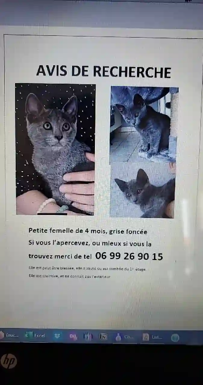 Chatte Trouvée 69M Métropole de Lyon - Voice Chatte Trouvée 69M Métropole de Lyon - Voice