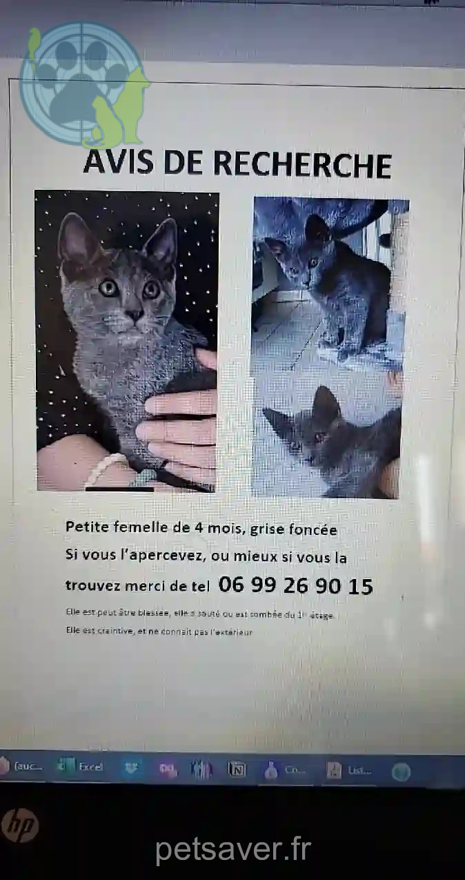 Chatte Trouvée 69M Métropole de Lyon - Voice Chatte Trouvée 69M Métropole de Lyon - Voice