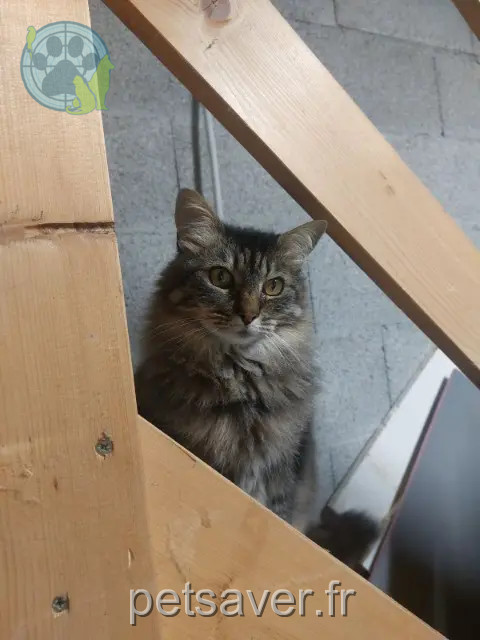 chatte reunited   69540 Irigny Zebulon