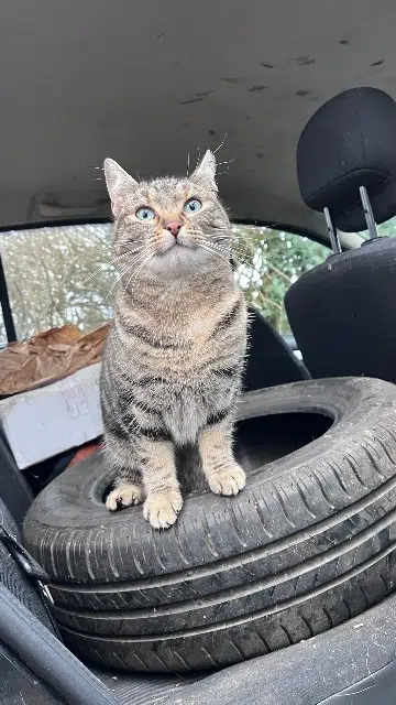 chatte reunited   70200 Lomont Kiki