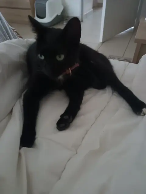 chatte reunited   70130 Savoyeux Lulu