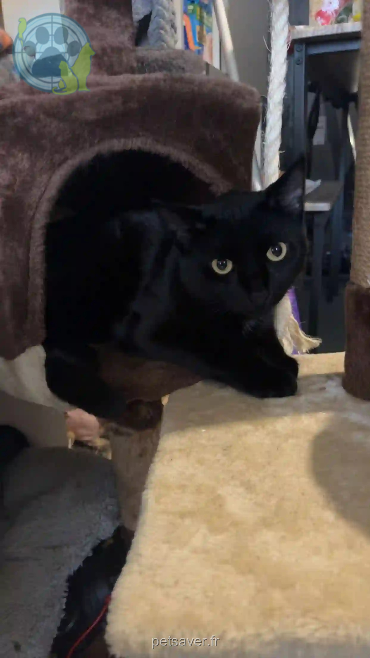 Chatte Trouvée 70 Haute-Saône - Mia Chatte Trouvée 70 Haute-Saône - Mia