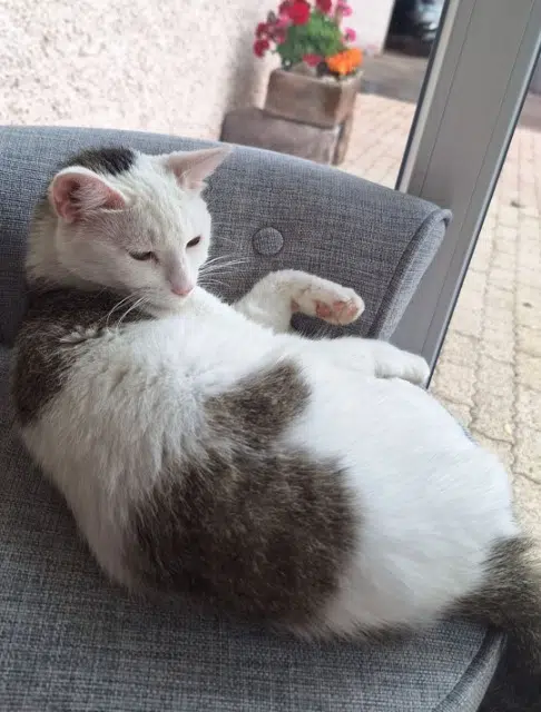 chatte reunited   70200 Lomont Mimi