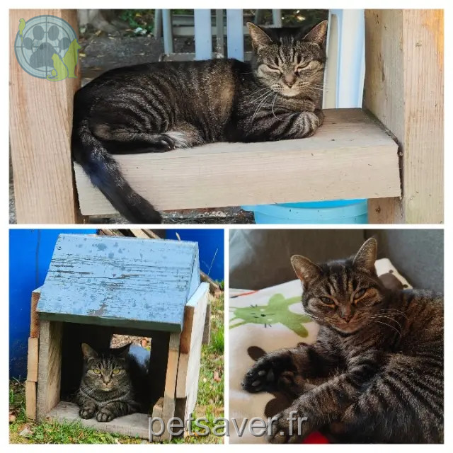 chatte reunited 70210 Vauvillers Minette