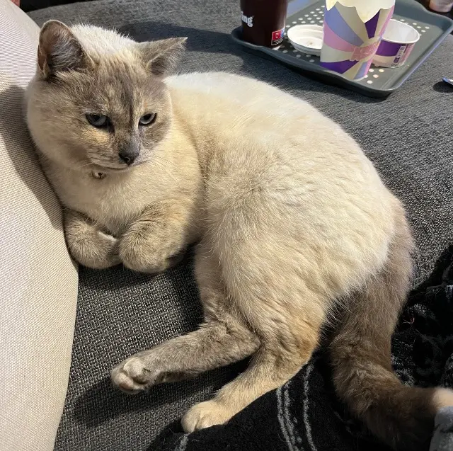 chatte reunited   70300 Citers Penny