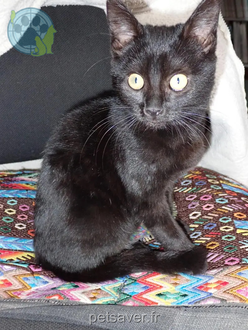 Chatte Perdue 70 Haute-Saône - Speedy Chatte Perdue 70 Haute-Saône - Speedy