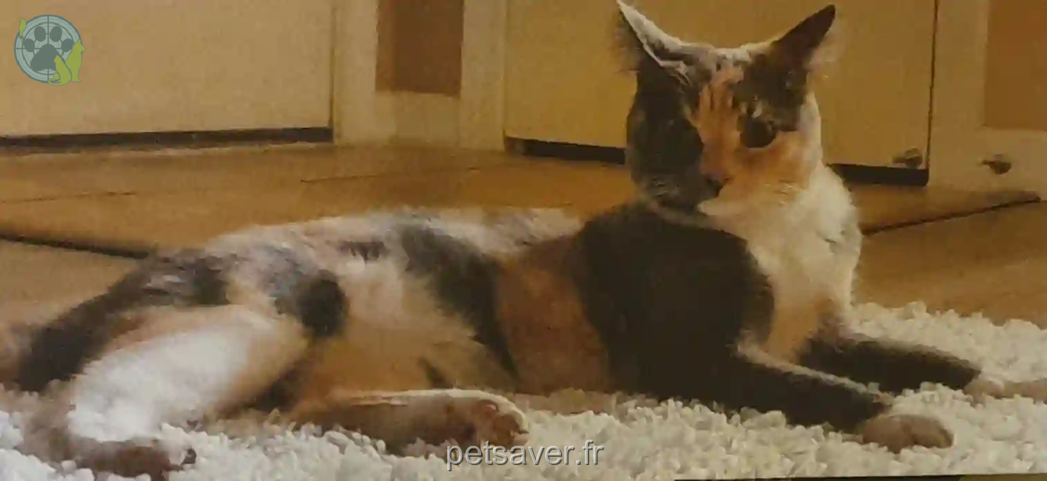 Chatte Trouvée 70 Haute-Saône - Texie Chatte Trouvée 70 Haute-Saône - Texie