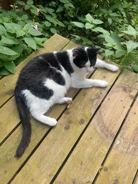 chatte reunited   71400 Autun Croquette