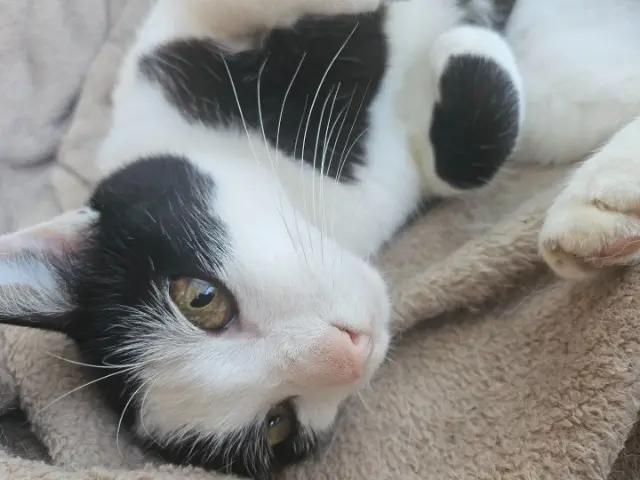 chatte reunited   71260 Azé Félicie
