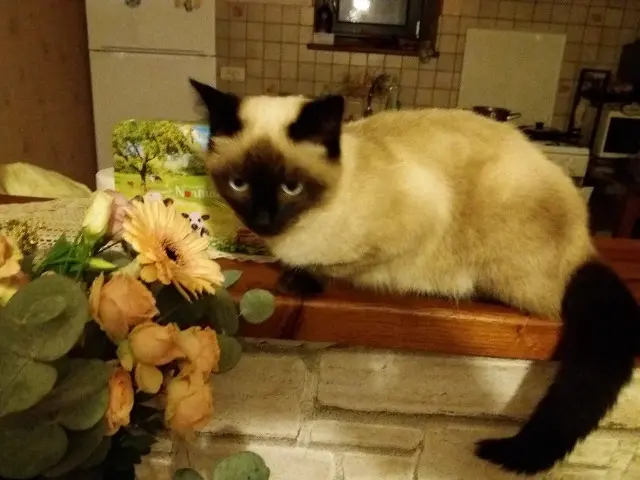 chatte reunited   71800 Châtenay Mia