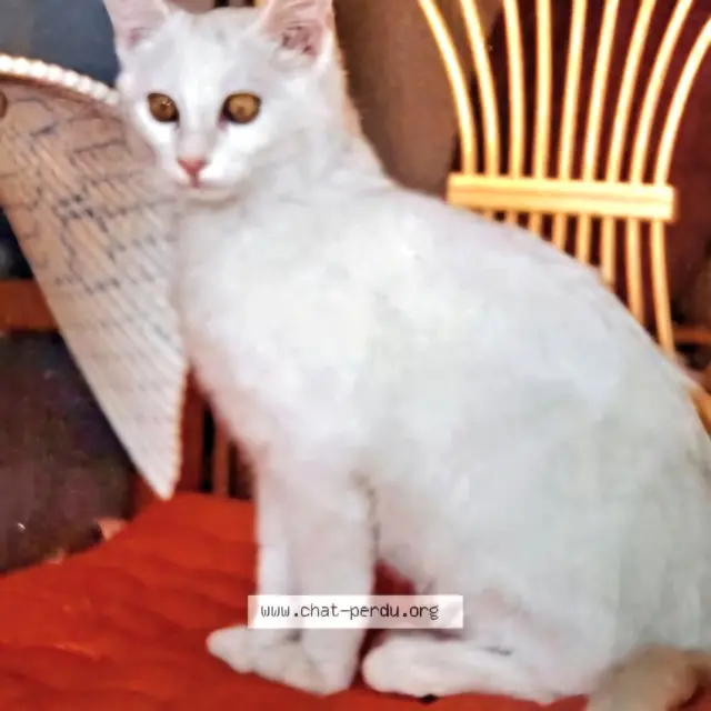 chatte reunited   71460 Genouilly Mimine