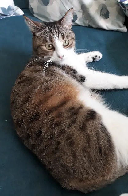 chatte reunited   71000 Mâcon Nemnem