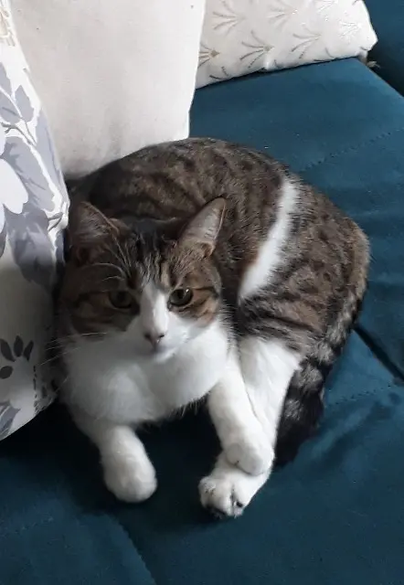 chatte reunited   71000 Mâcon Nemnem