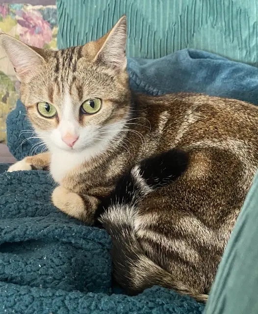 chatte reunited   71100 Chalon-sur-Saône Nounou