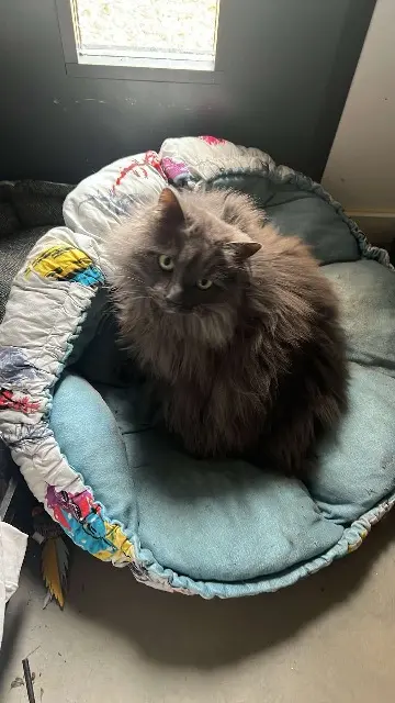 chatte reunited   71570 Leynes Oups