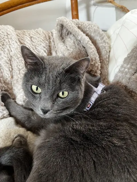 chatte reunited   71100 Chalon-sur-Saône Rio