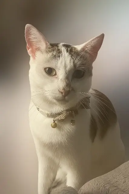 chatte reunited   71380 Oslon Tigresse