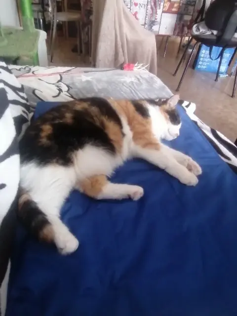 chatte reunited   71100 Chalon-sur-Saône Trinity