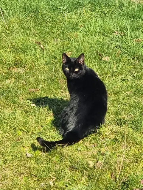 chatte reunited   72650 Saint-Saturnin Bonnie